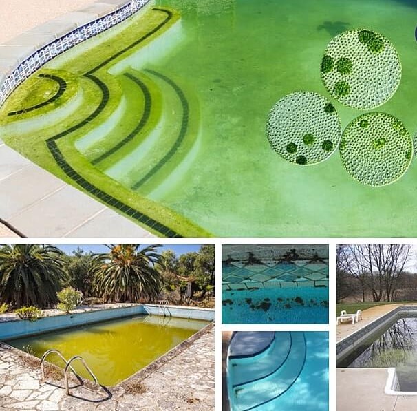 Cách xử lý nước hồ bơi bị rêu đơn giản và hiệu quả nhất Các loại rêu tảo thường gặp trong hồ bơi