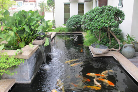 Cách làm hồ cá xi măng kết hợp kính - 10 mẫu hồ cá xi măng đẹp cho căn hộ của bạn Hồ cá xi măng kết hợp cây cảnh