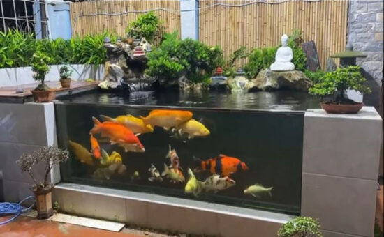Cách làm hồ cá xi măng kết hợp kính - 10 mẫu hồ cá xi măng đẹp cho căn hộ của bạn Hồ cá xi măng kết hợp kính thích hợp để trang trí tiểu cảnh sân vườn