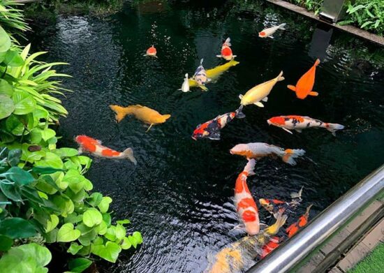 Sơ đồ bể lọc cá koi hiệu quả và tiết kiệm nhất Thiết kế bể cá Koi