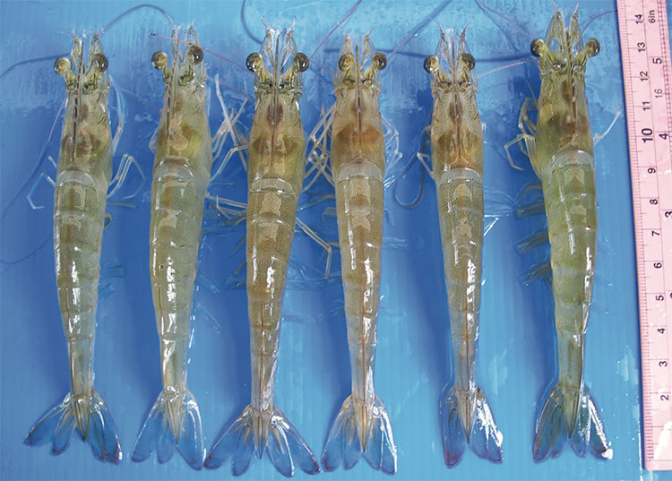 chất chống oxy hóa trong thủy sản phổ biến 2024 Công dụng và tác hại của chất chống oxy hóa trong thủy sản